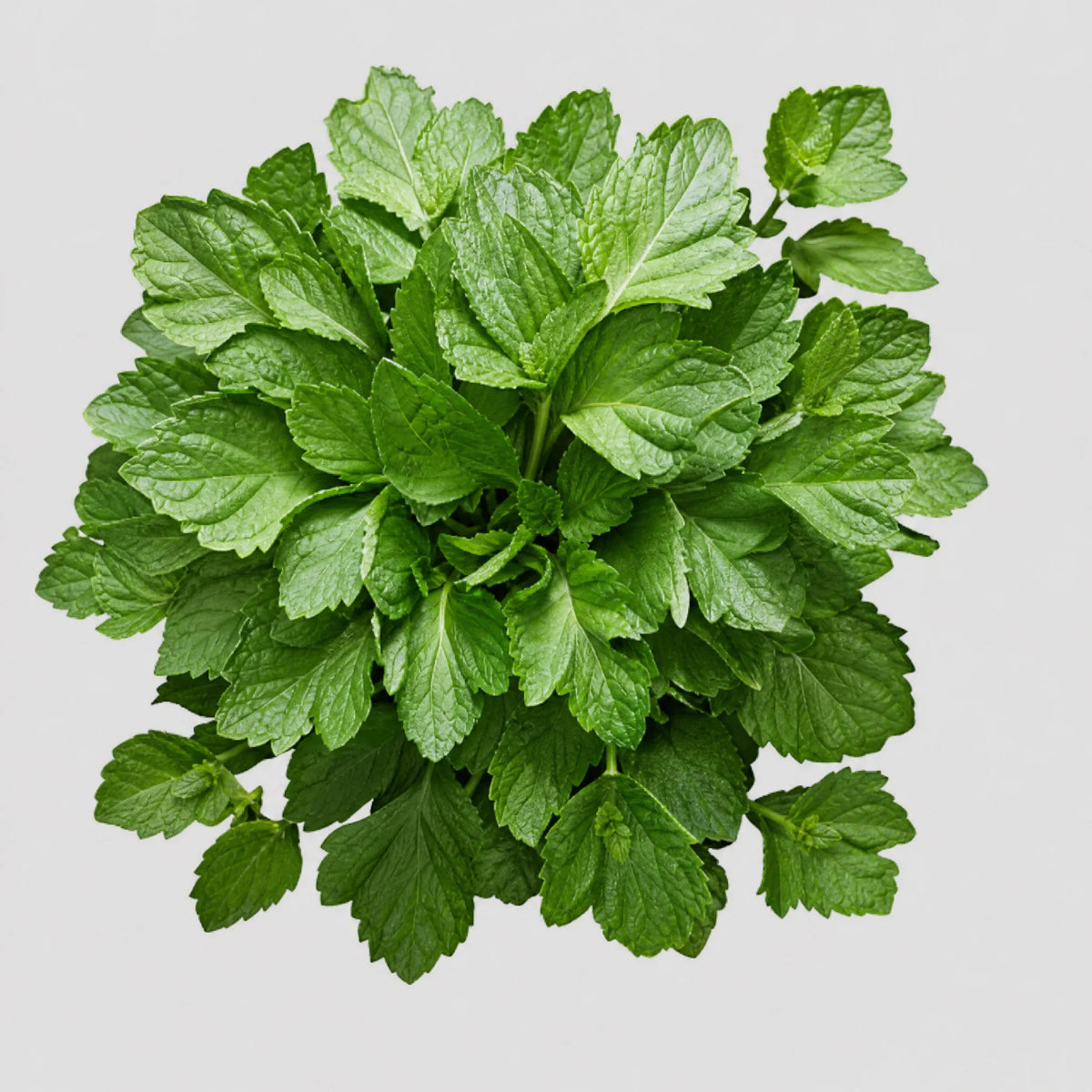 Menthe poivrée