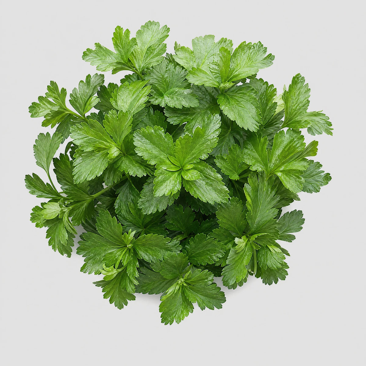 Feuille de persil